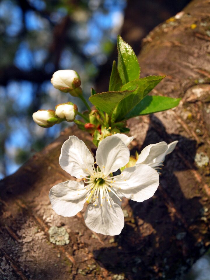 Wood spring flowering tree