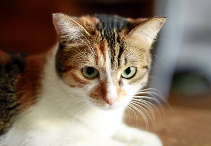 Cat eyes domestic animal sweetness photo