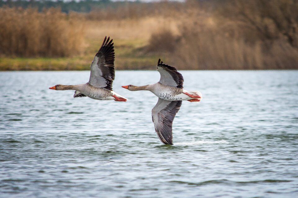 Creature goose bird