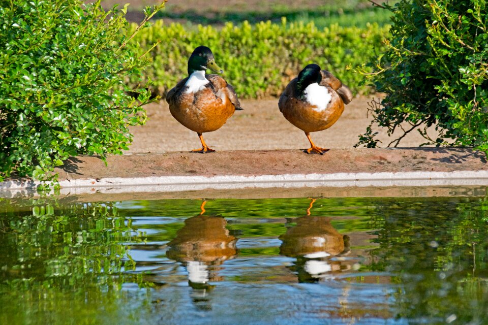 Platyrhynchos water mirroring