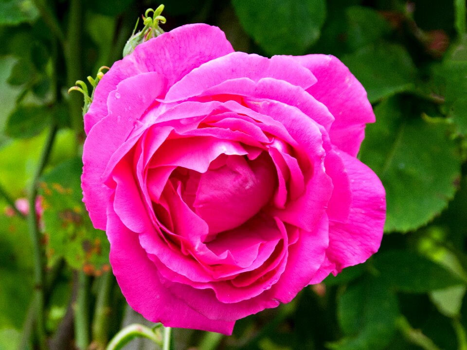 Pink blossom bloom