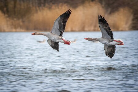 Creature goose bird