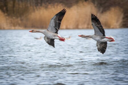 Creature goose bird photo