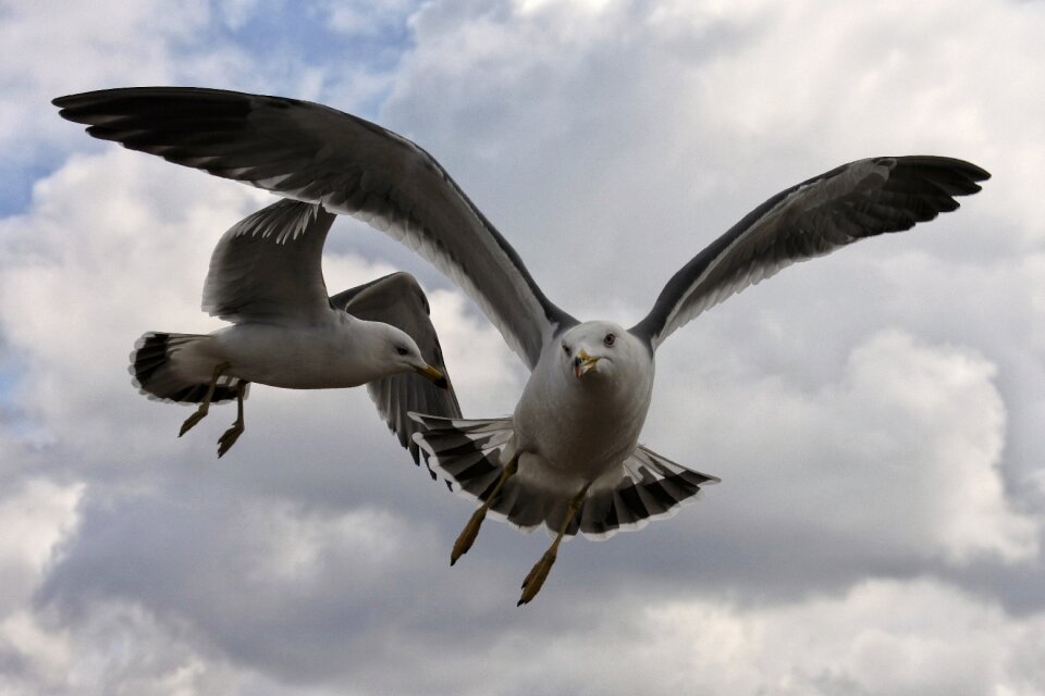 Coast beach sea gull