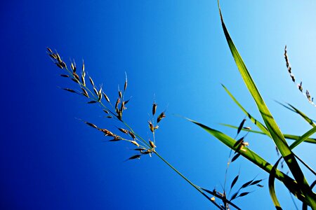 Blade grass halm plant