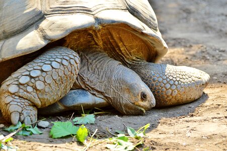 Tortoise shell giant tortoise zoo
