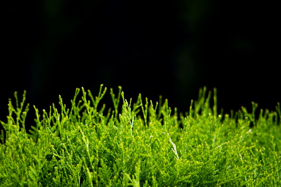 Green plant plants