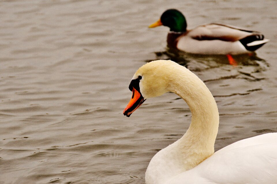 Lake water bird animal world