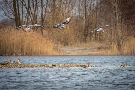 Creature goose bird photo