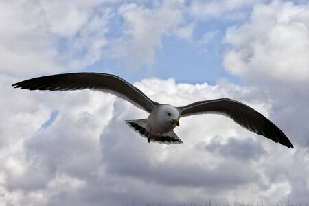 Coast sea gull seagull photo