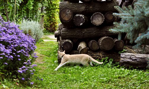 Cat nature green