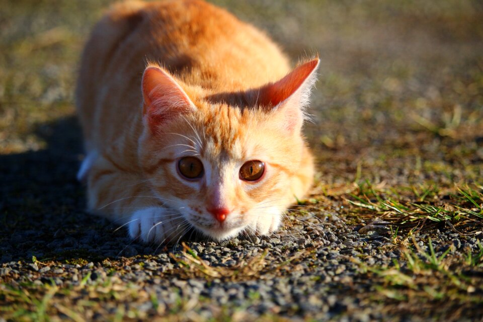 Red cat lauer young cat