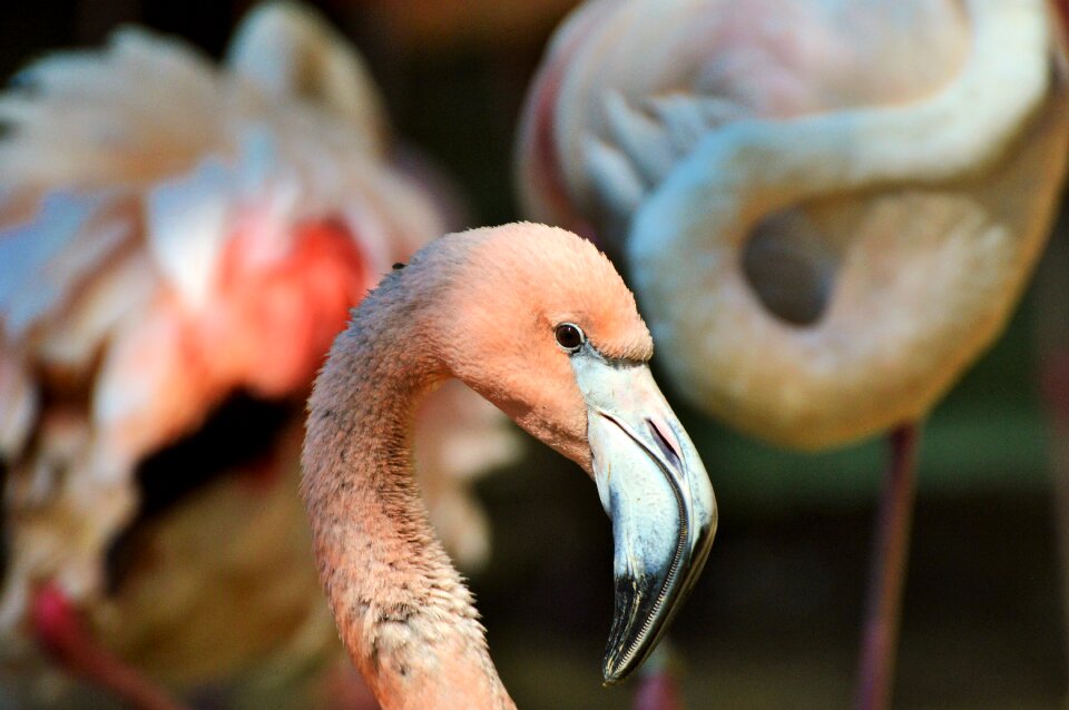 Bill plumage feather photo