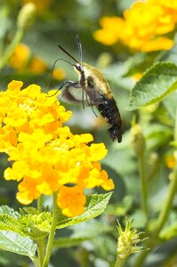 Macro flower garden