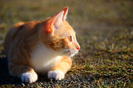 Red cat young cat cat baby photo