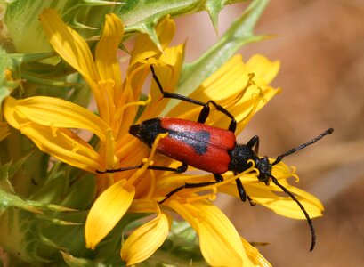 Leptura cordigera insects scrubland