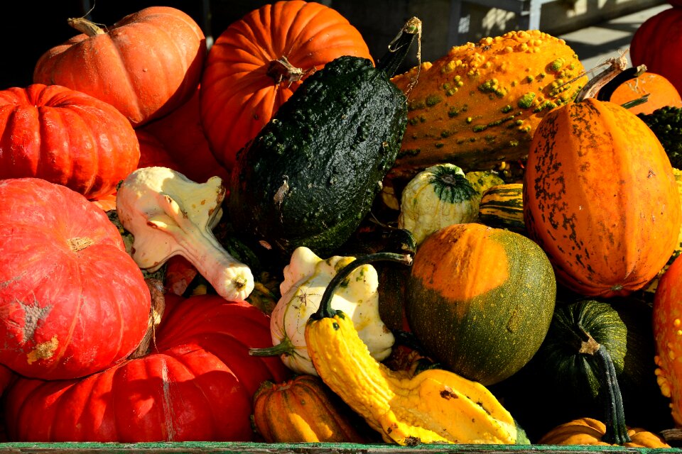 Autumn thanksgiving orange