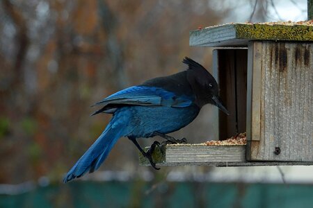 Perched feathers feeding