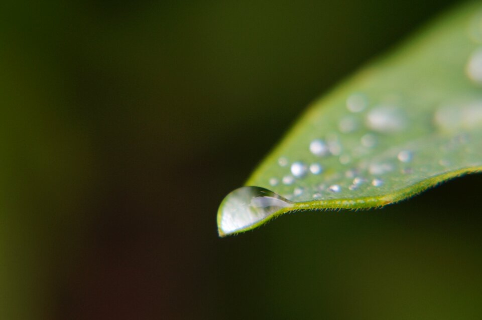 Leaves garden el salvador