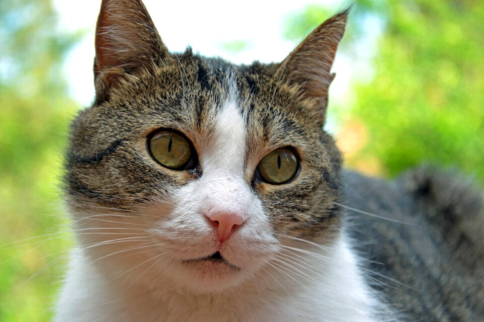 Young cat cute cat close up
