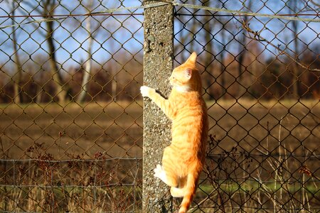 Red cat climb fence
