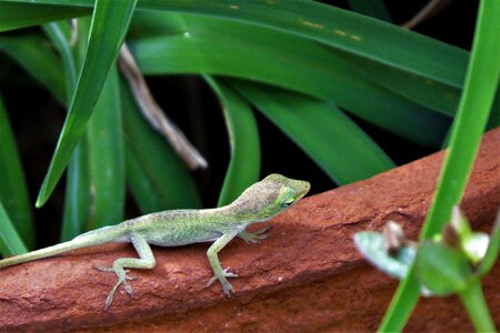 Tiny green wildlife