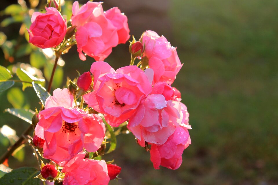 Summer focus garden