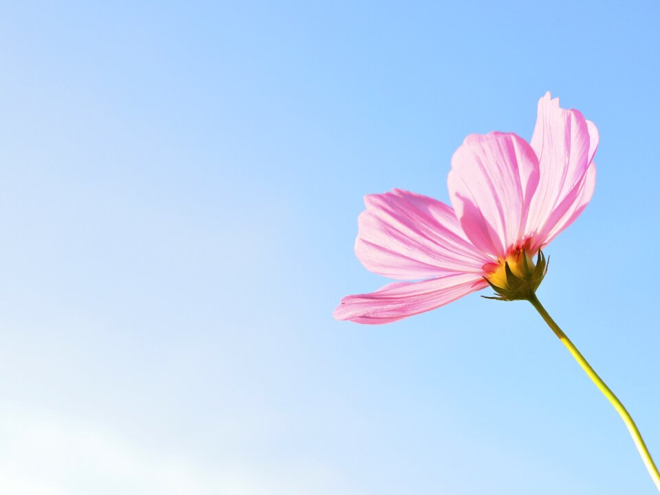 Flowers pink cosmos flowers