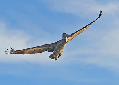 Shore ocean pelican photo