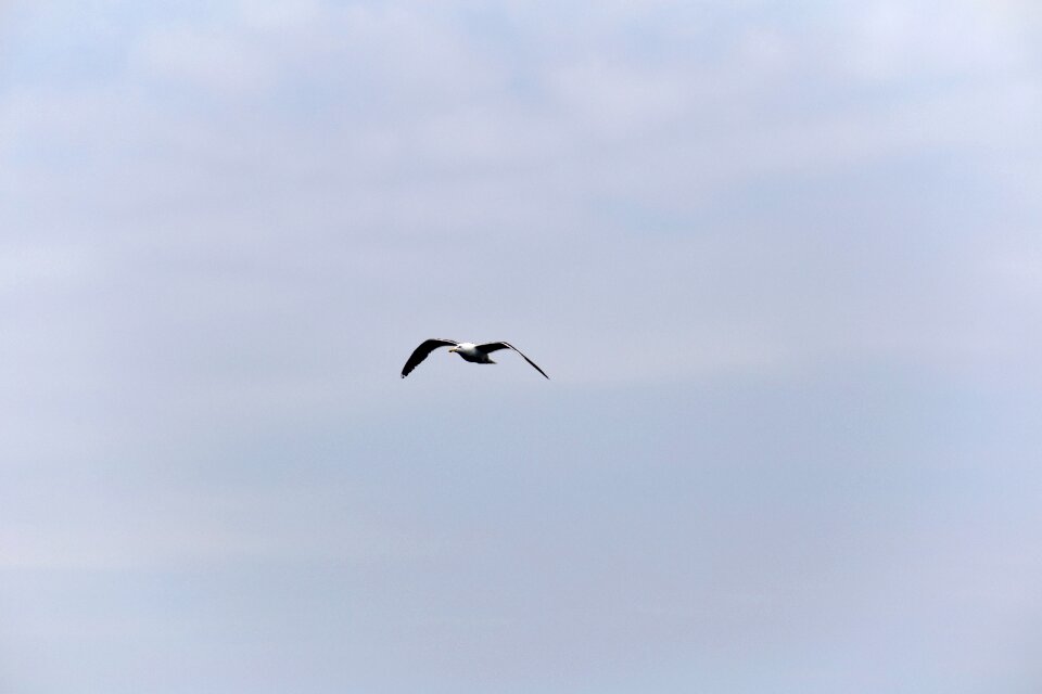 Gull seagull sky photo