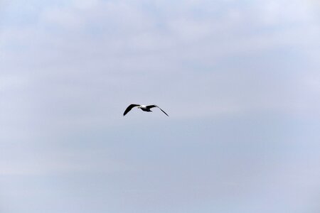 Gull seagull sky