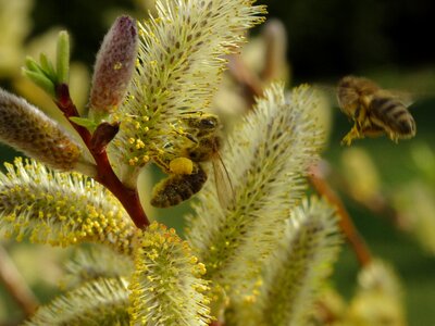 Close up honey bee nature