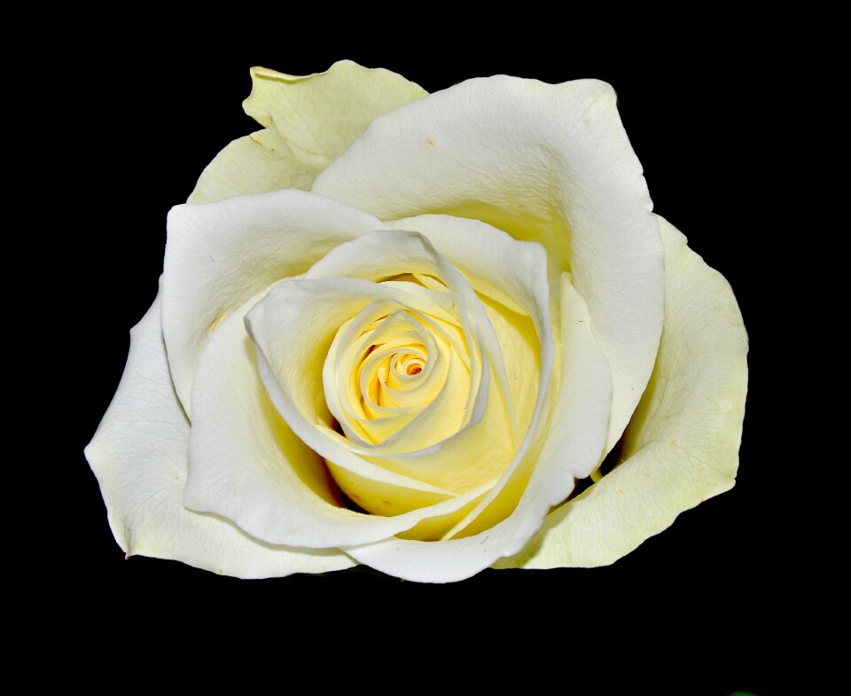 White rose flourished plant