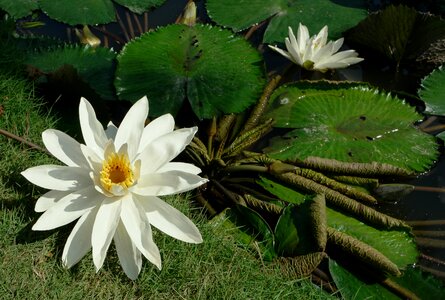 Lotus water lilies white