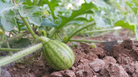 Red green watermelon in the branch