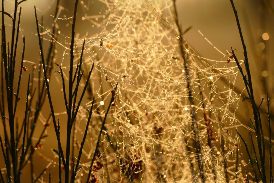 Morning spider web fog