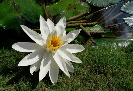 Lotus water lilies white photo