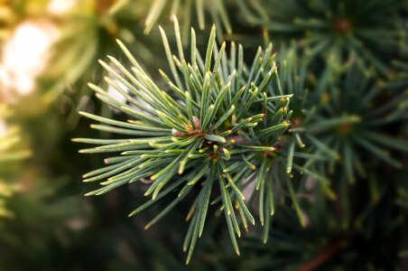 Needle conifer branch conifer