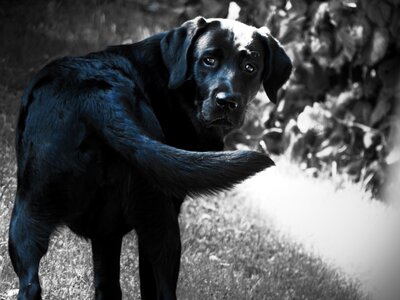 Black dog pet black and white photo