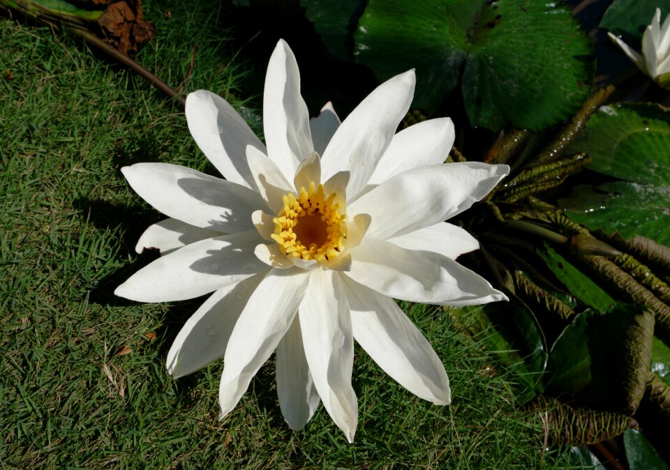 Lotus water lilies white