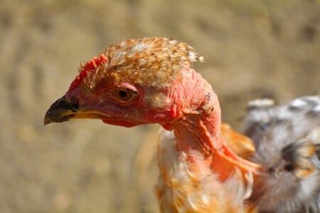 Bird chicken close-up photo