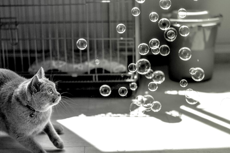 Play gray cat gray bubbles