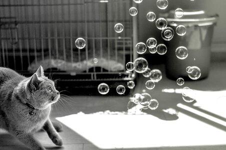 Play gray cat gray bubbles
