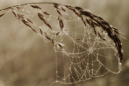 Morgentau dew spider webs photo