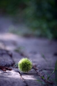 Late summer chestnut princess of the night