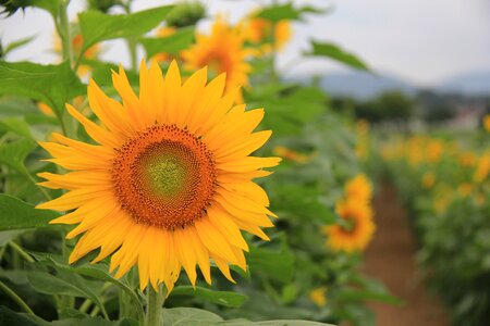 Sunflower farm summer