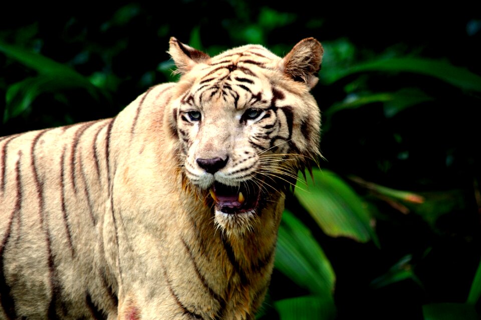 Wildlife predator carnivore