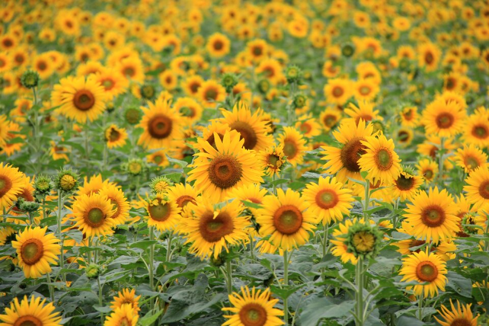 Sunflower let reonpam outing