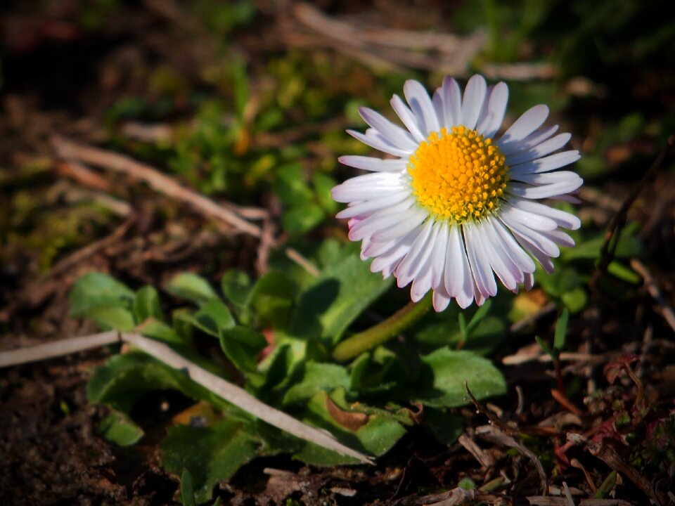 Daisy sunshine spring flowers