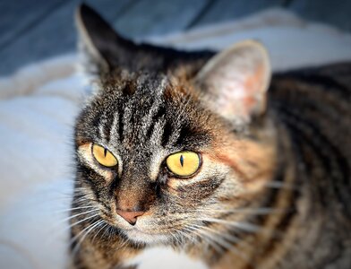 Cat's eyes mackerel domestic cat